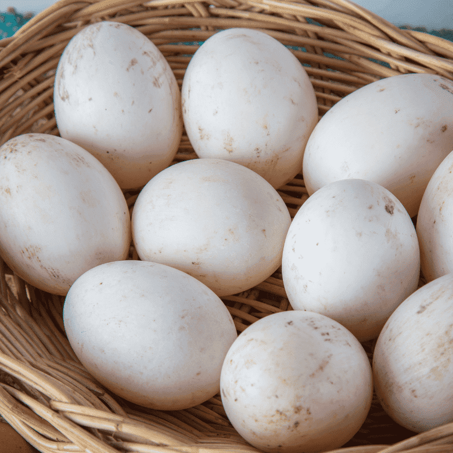 Farm Fresh Duck Eggs - 1 Dozen - White's Family Farmhouse 