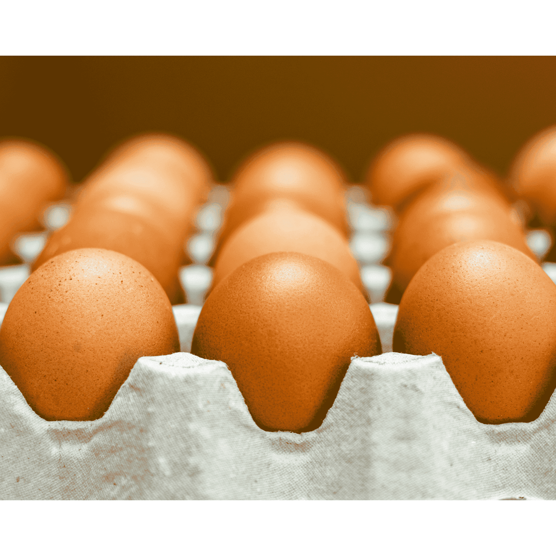 Australorp Hatching Eggs - 1 Dozen - White's Family Farmhouse 