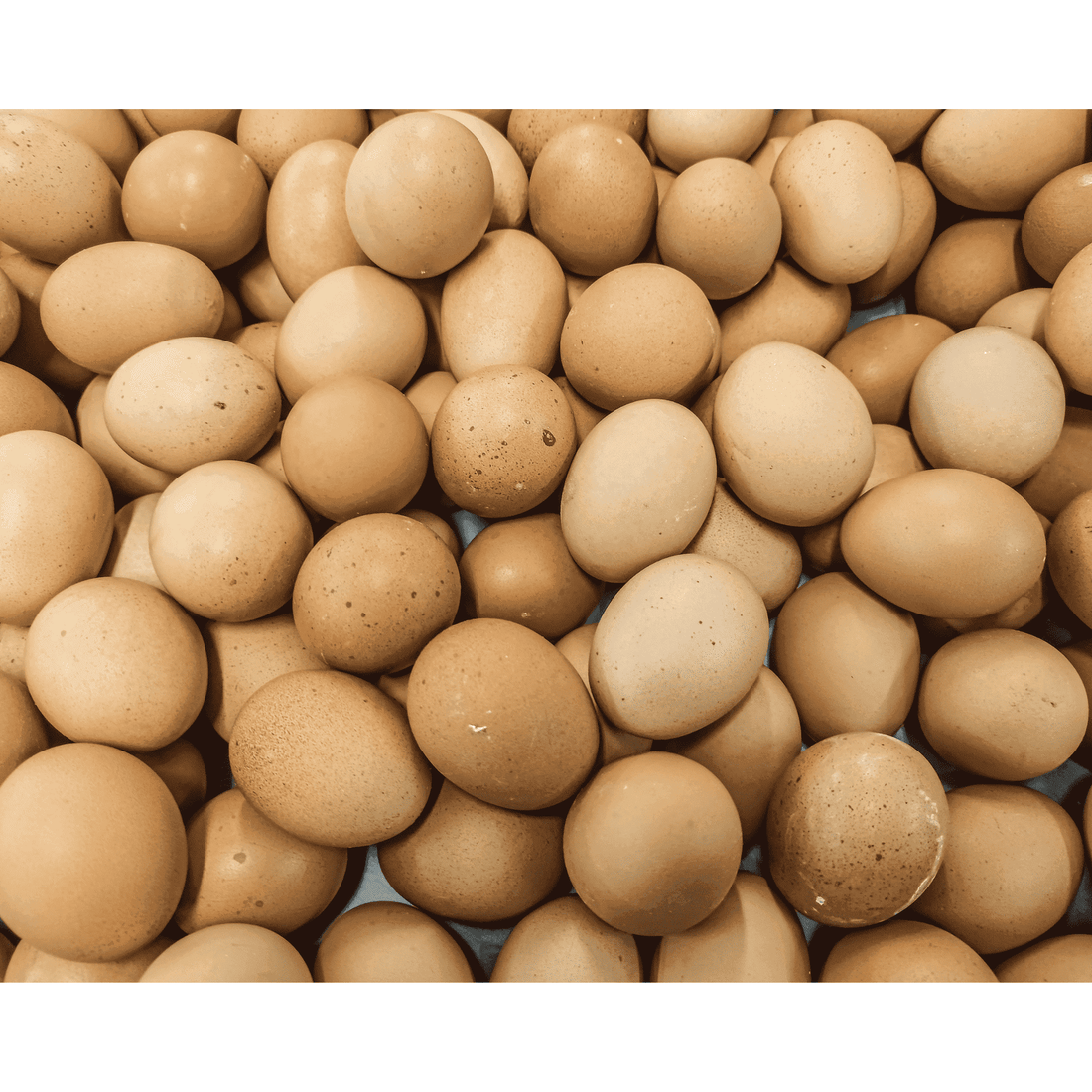 Barnyard Mix Chicken Hatching Eggs - 1 Dozen - White's Family Farmhouse 