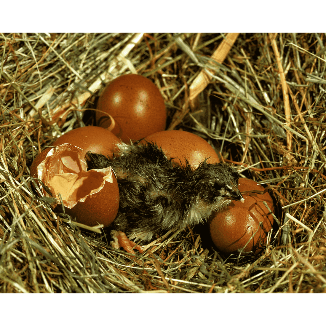 Barred Rock Chicken Hatching Eggs - 1 Dozen - White's Family Farmhouse 
