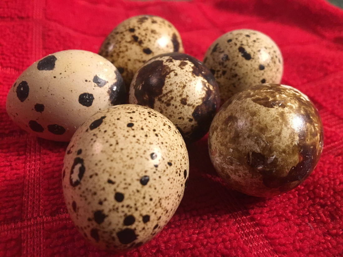 Quail Hatching Eggs Box of 30 - White's Family Farmhouse 