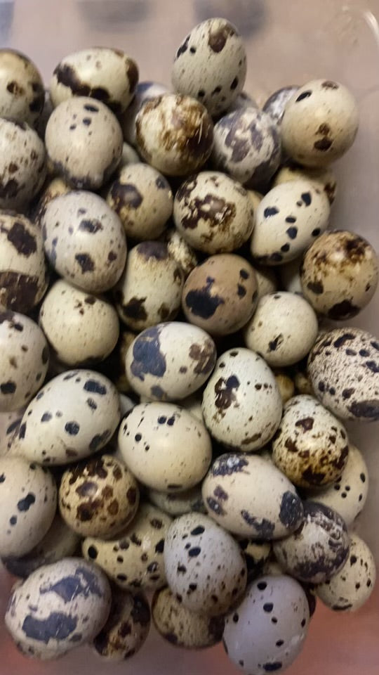 Quail Hatching Eggs Box of 30 - White's Family Farmhouse 