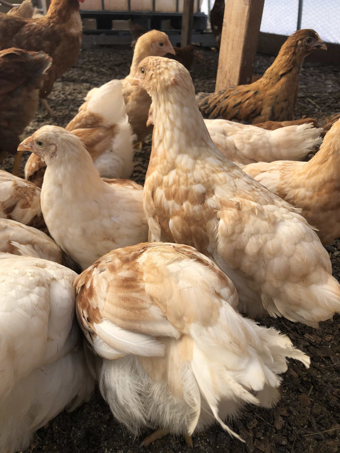 Barnyard Mix Chicken Hens - White's Family Farmhouse 