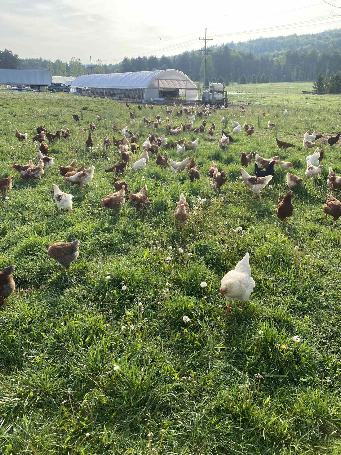 Barnyard Mix Chicken Hens - White's Family Farmhouse 