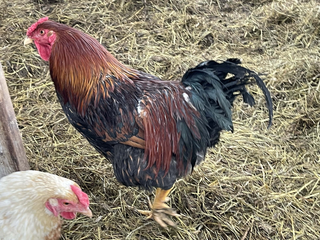 Barnyard Mix Roosters - White's Family Farmhouse 