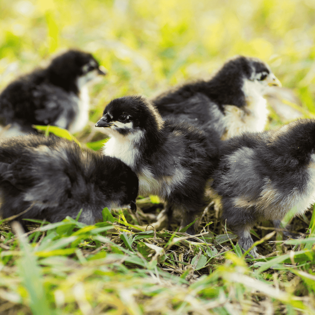 Barred Rock Chicken Chicks - White's Family Farmhouse 