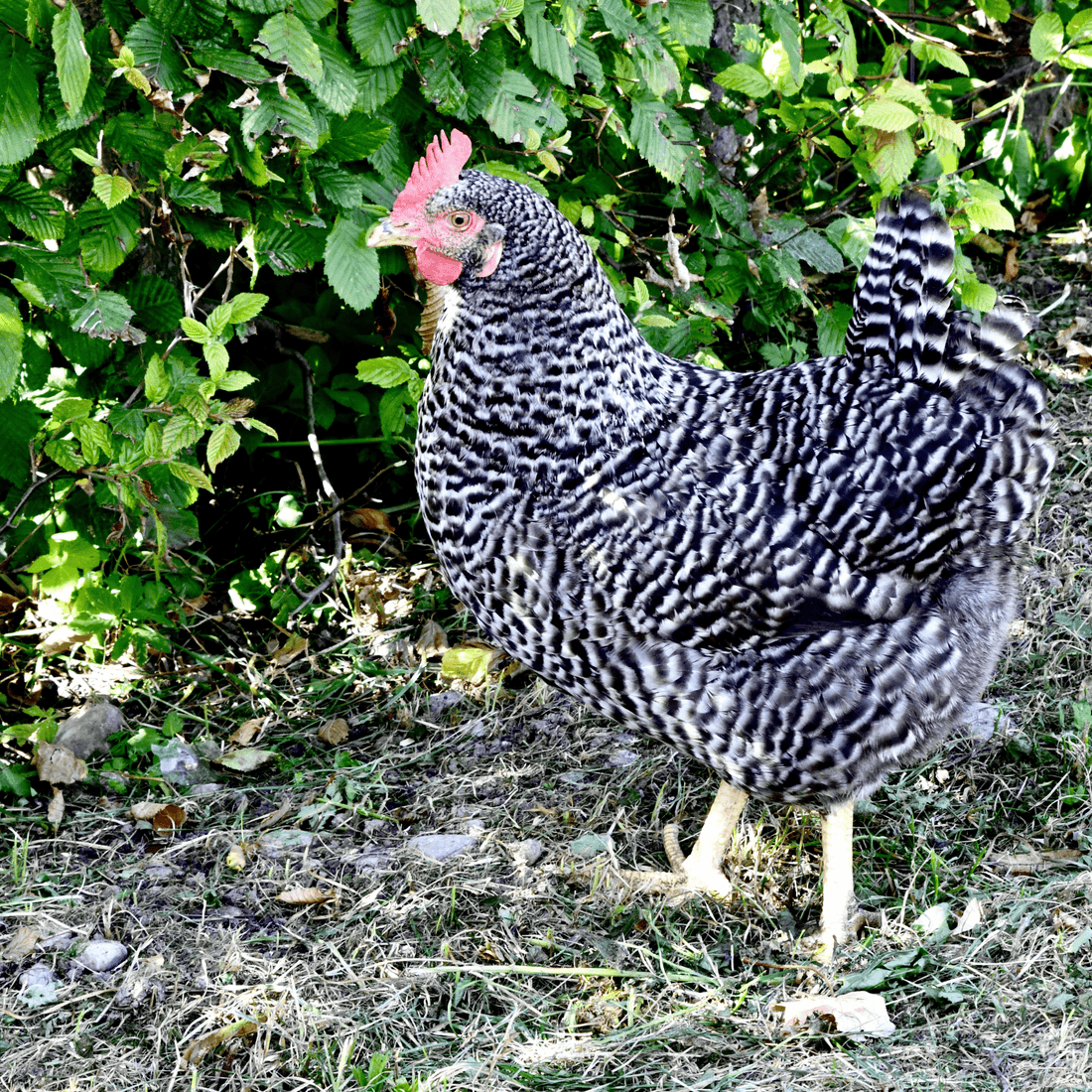 Barred Rock Chicken Hens - White's Family Farmhouse 
