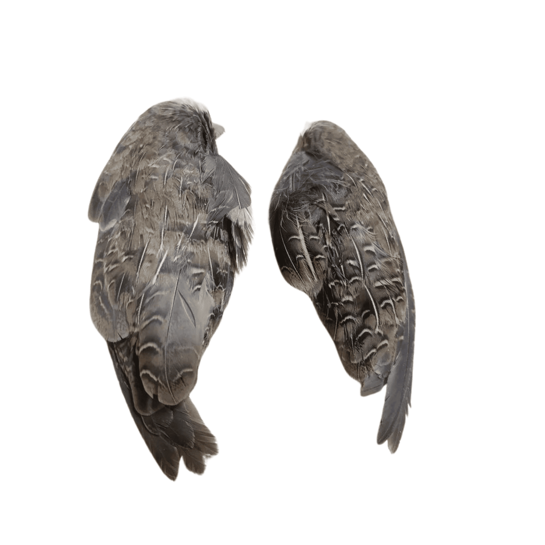 Dehydrated Quail Wings - 1 Pair - White's Family Farmhouse 