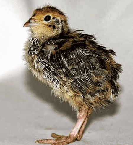 Jumbo Coturnix Quail Chicks - 8 to 21 days old - White's Family Farmhouse 