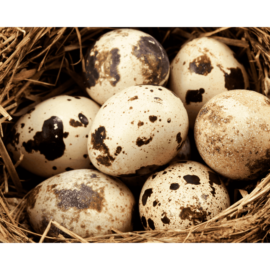 Farm Fresh Quail Eggs - 2 Dozen - White's Family Farmhouse 